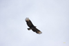 Black Vulture